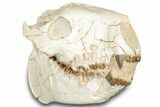 Fossil Oreodont (Merycoidodon) Skull - South Dakota #302866-7